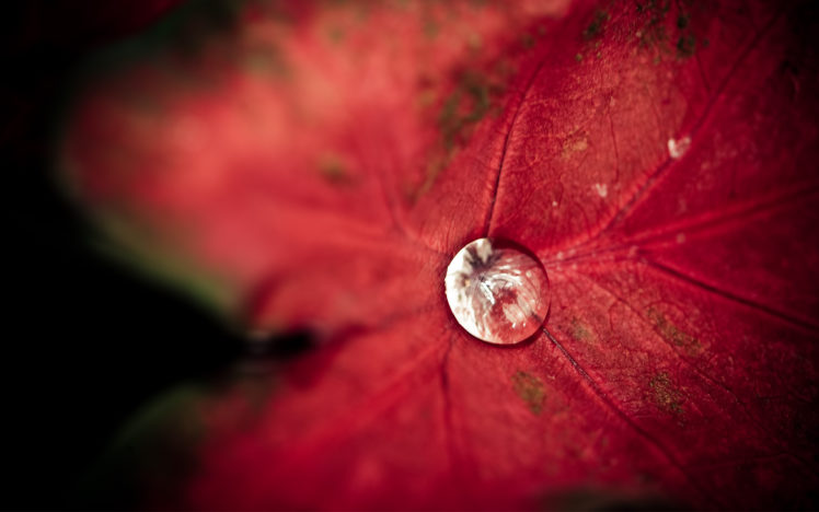 leaf, Drops, Water, Dew, Bokeh HD Wallpaper Desktop Background