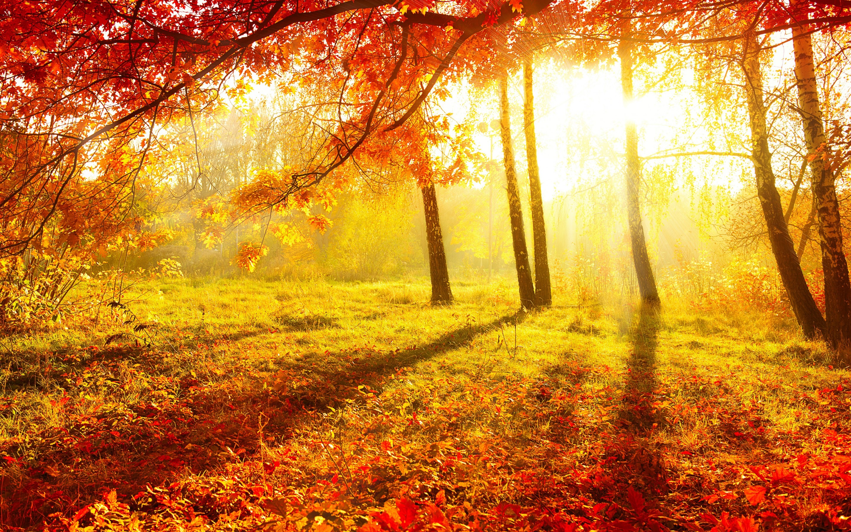 nature, Autumn, Forest, Trees, Leaves, Burgundy, Grass, Sun, Light Wallpaper