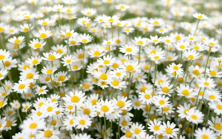 daisies, Meadow HD Wallpaper Desktop Background