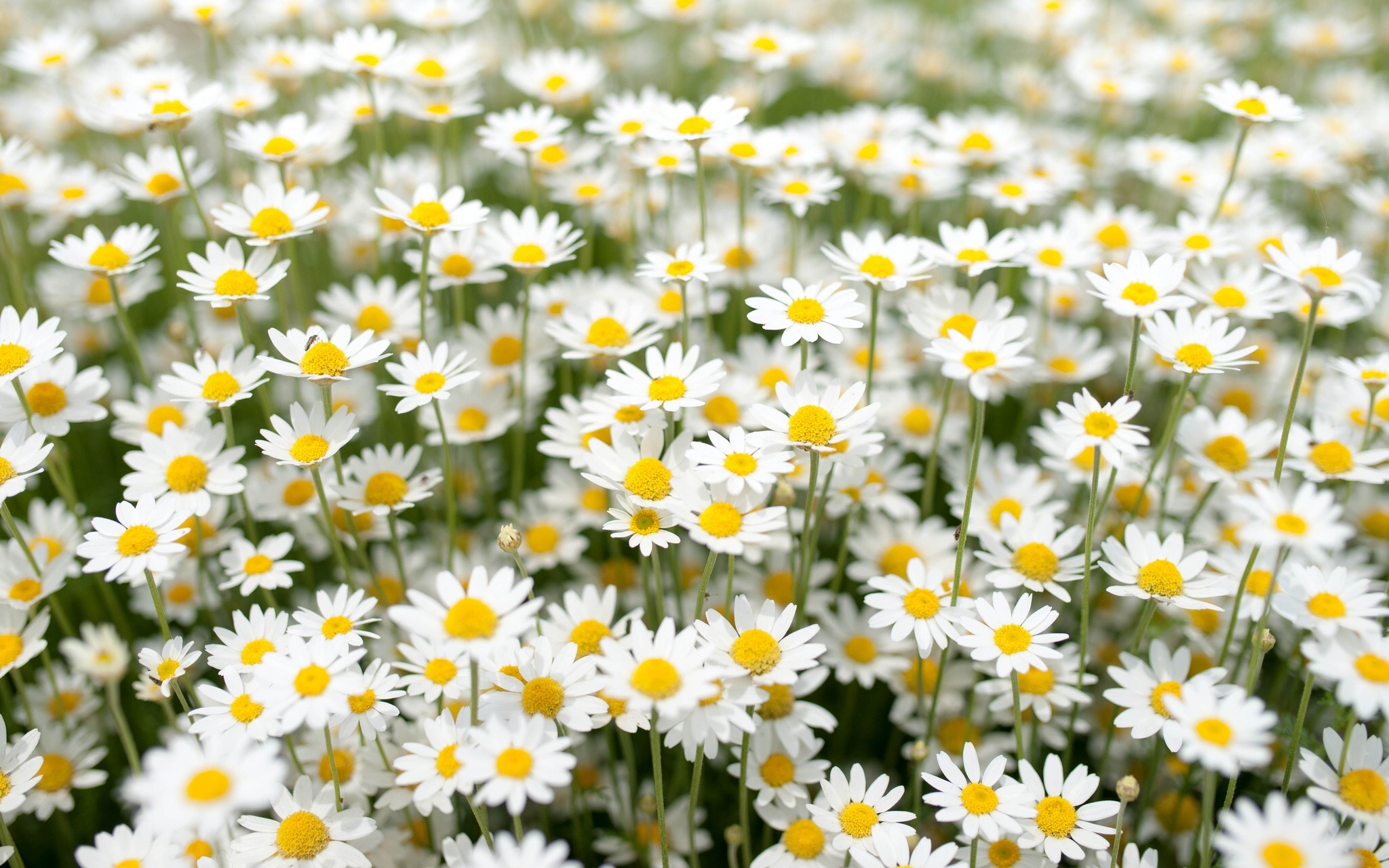 daisies, Meadow Wallpaper
