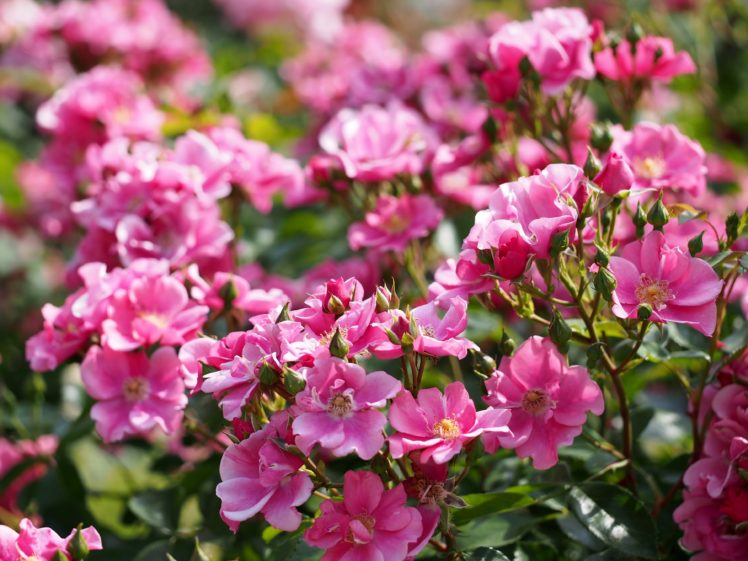 rose, Bush, Flower, Buds HD Wallpaper Desktop Background