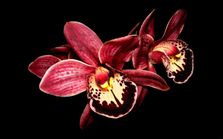 flowers, Orchid HD Wallpaper Desktop Background