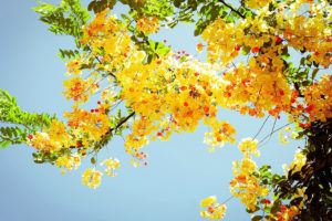 flowers, Tree, Branches, Yellow