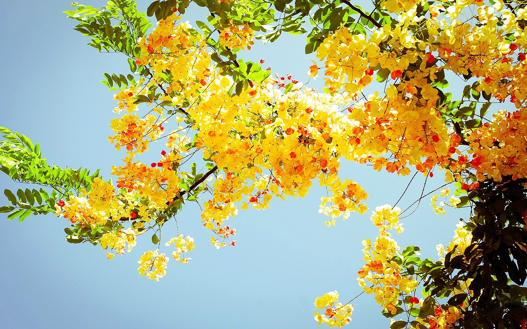 flowers, Tree, Branches, Yellow Wallpaper