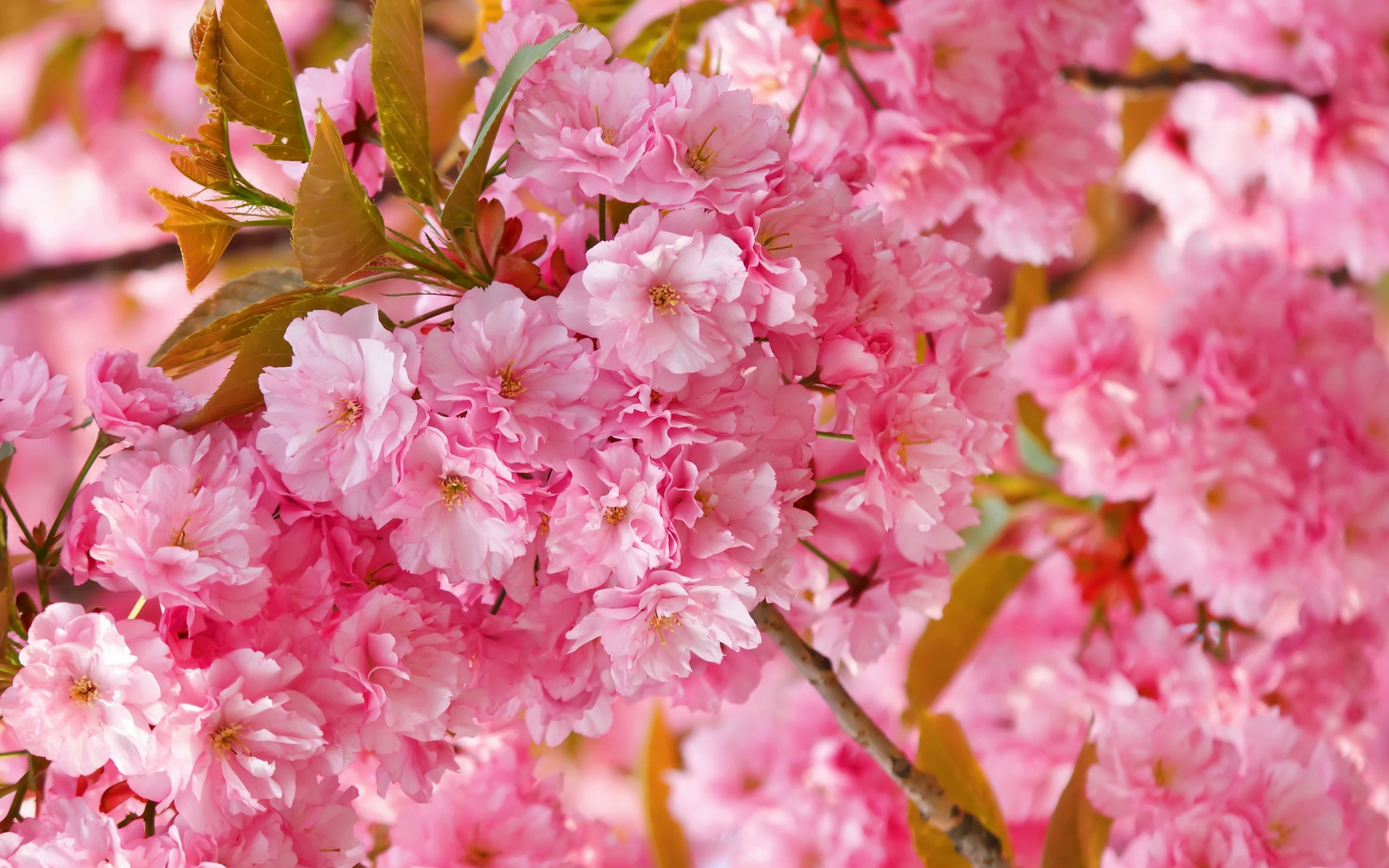 flowers, Tree, Branches, Pink Wallpaper