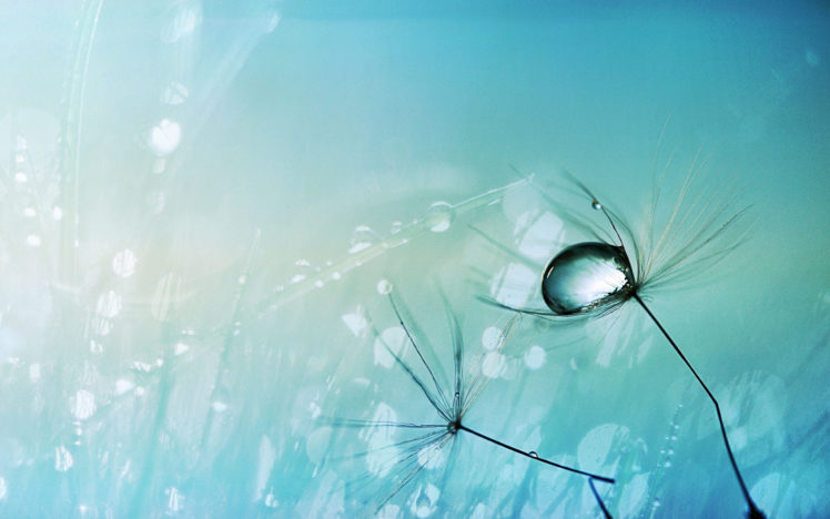 water, Drop, On, A, Dandelion, Seed HD Wallpaper Desktop Background