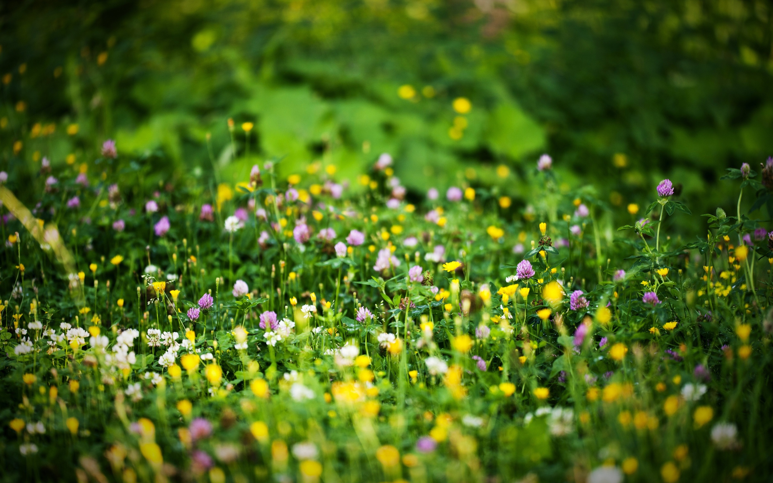 flowers, Grass, Green, Bright, Colors, Beautiful, Bokeh, Spring Wallpaper