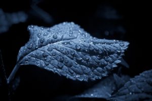 nature, Leaves, Water, Drops