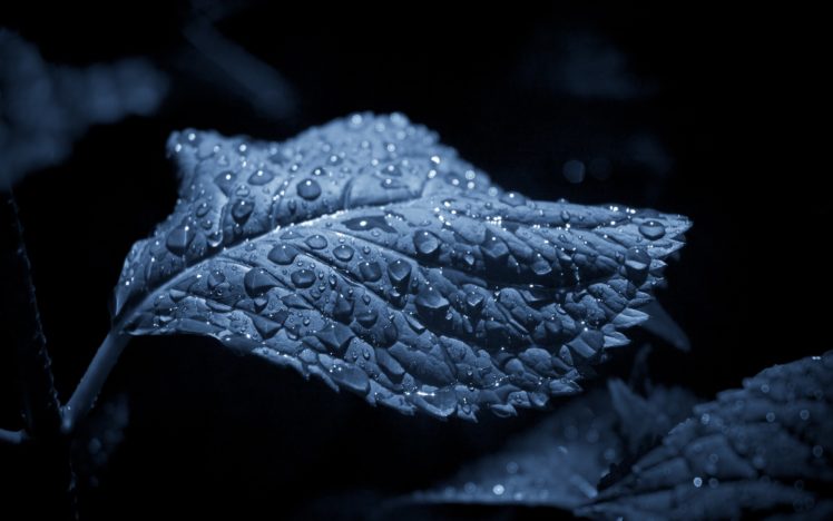 nature, Leaves, Water, Drops HD Wallpaper Desktop Background