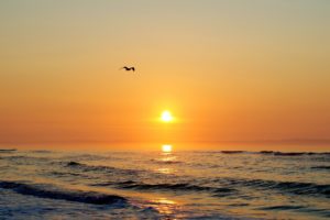 sunset, Sunrise, Sea, Seagull, Nature, Landscape, Sea, Ocean, Reflection, Mood