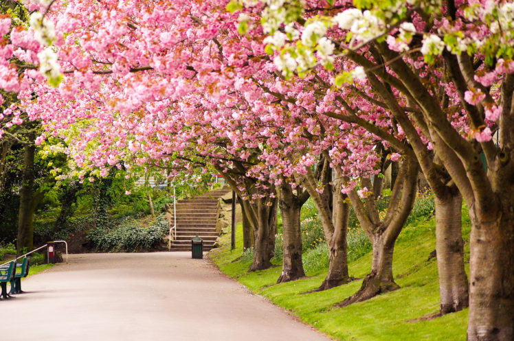 sheffield, England, Great, Britain, Tree, Bloosom, Pink, Park, Garden HD Wallpaper Desktop Background