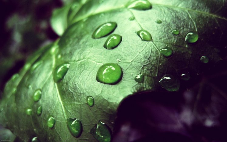 leaves, Water, Drops, Macro HD Wallpaper Desktop Background