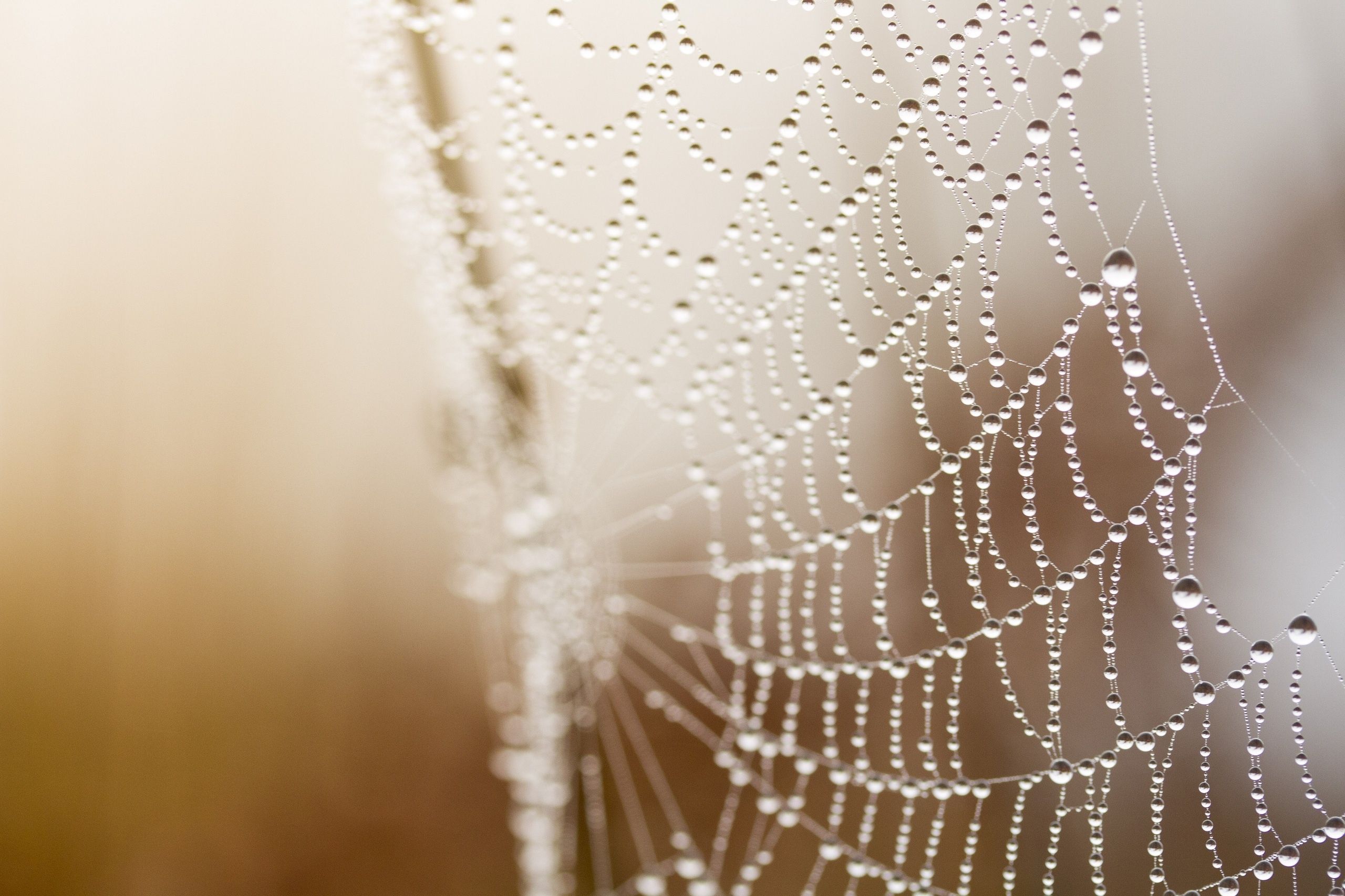 web, Drops, Macro, Bokeh Wallpaper
