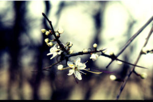 trees, Flowers, Spring