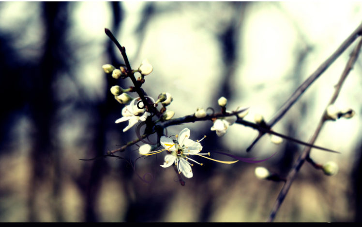 trees, Flowers, Spring HD Wallpaper Desktop Background