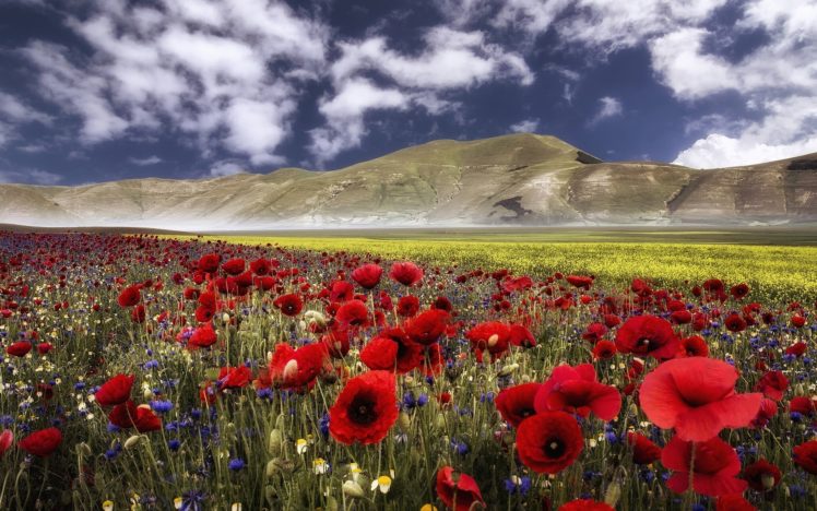 italy, The, Apennines, Mountains, Flowers, Poppies, Cornflowers, Meadow HD Wallpaper Desktop Background
