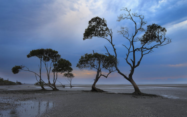 coast, Trees, Sky, Landscape HD Wallpaper Desktop Background