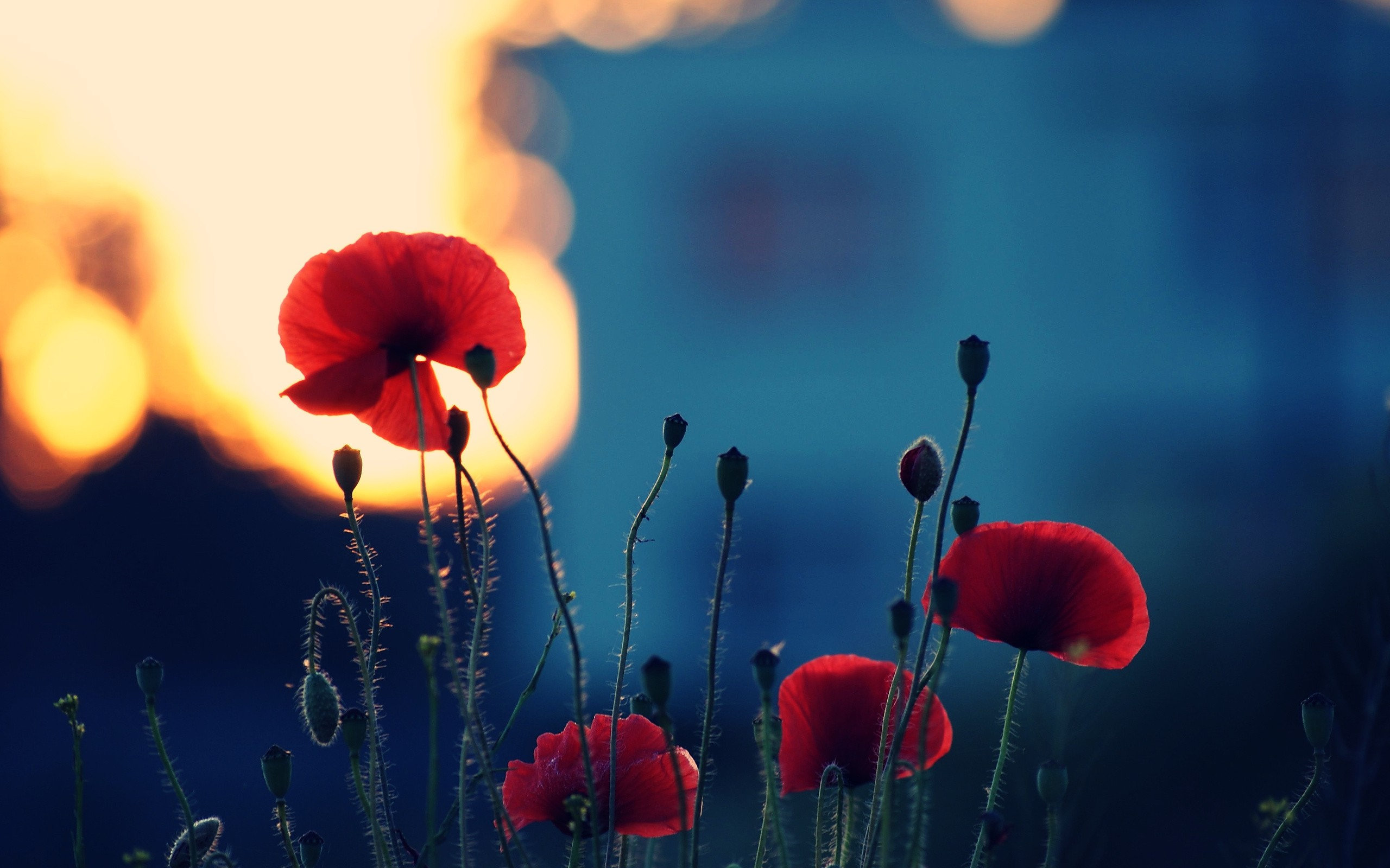 red, Poppies Wallpaper