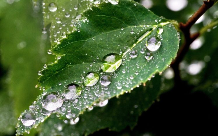 nature, Plants, Water, Drops, Macro HD Wallpaper Desktop Background