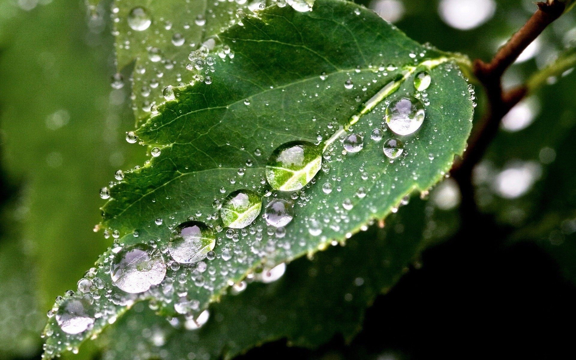 Nature Plants Water Drops Macro Wallpapers Hd Desktop And Mobile