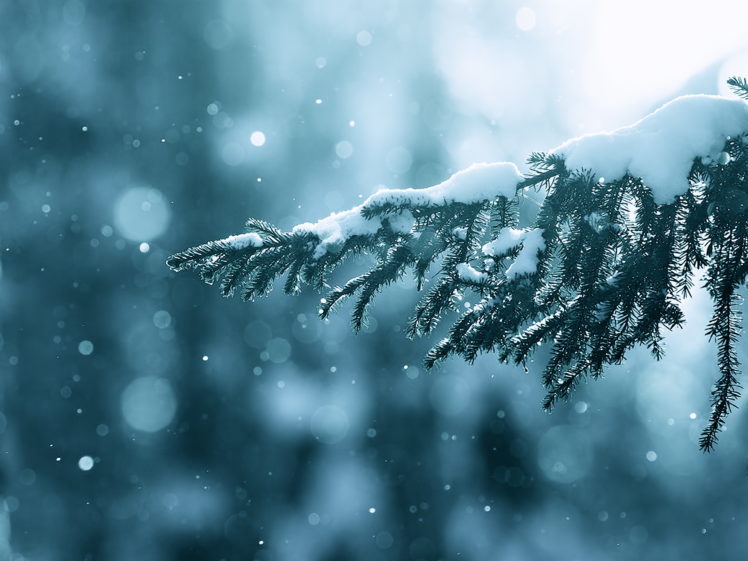 winter, season , Snow, Trees, Lens, Flare, Bokeh, Depth, Of, Field,  Branches Wallpapers HD / Desktop and Mobile Backgrounds