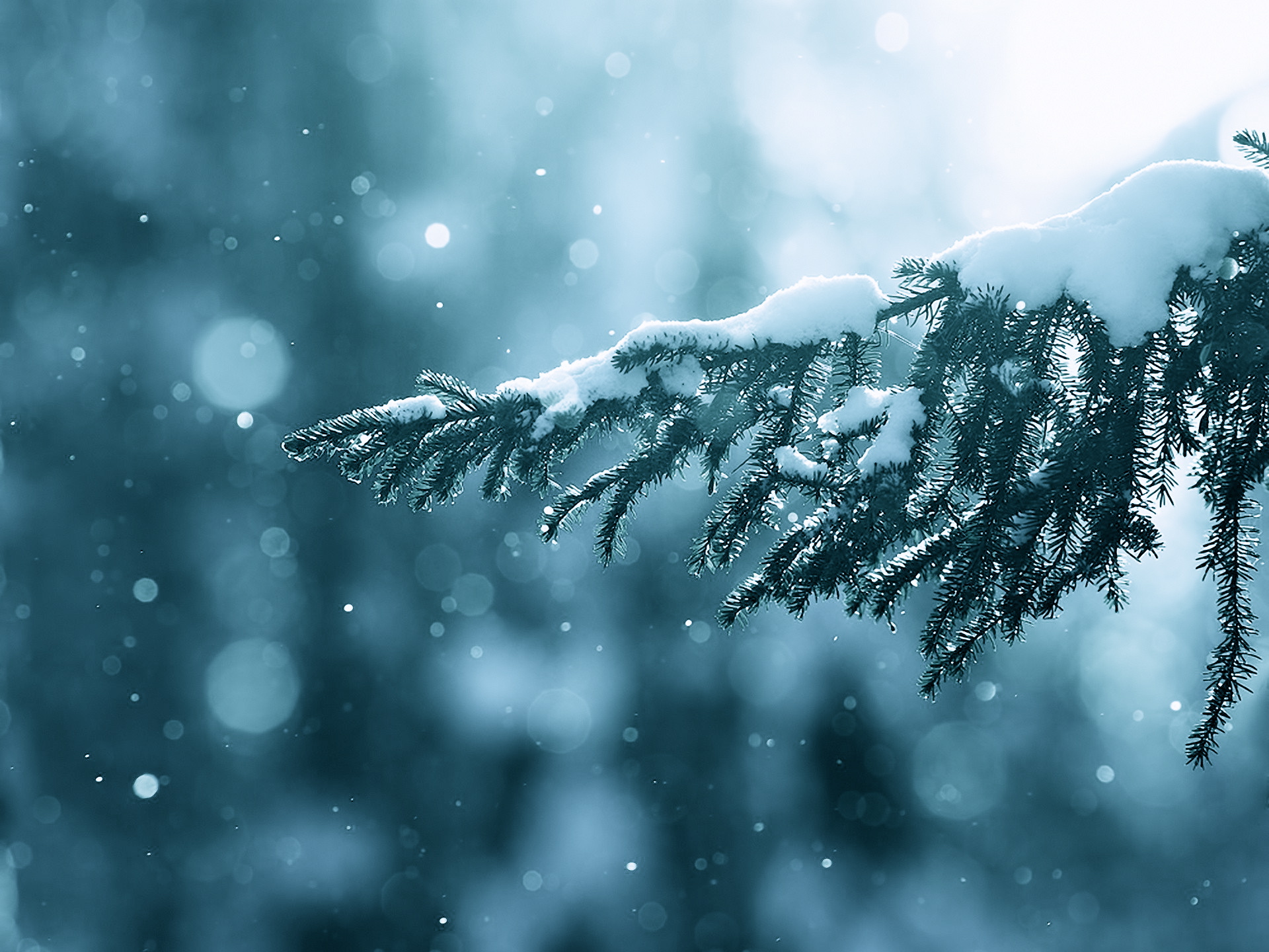 winter,  season , Snow, Trees, Lens, Flare, Bokeh, Depth, Of, Field, Branches Wallpaper