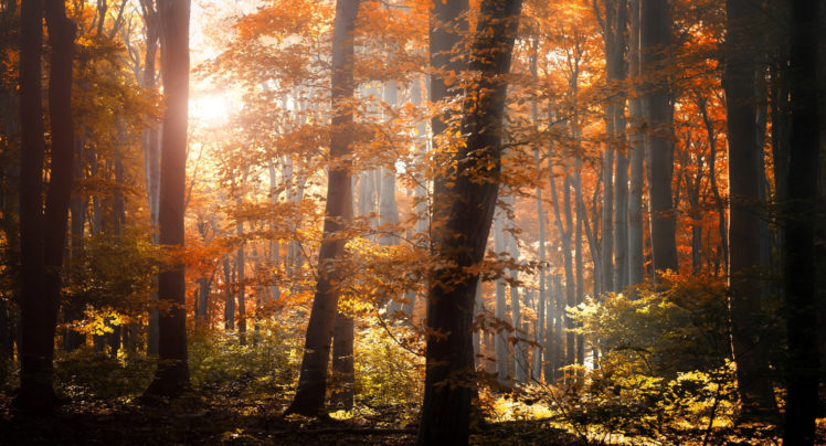forest, Autumn, Foliage, Trees, Leaves, Orange, Yellow, Light, Nature HD Wallpaper Desktop Background