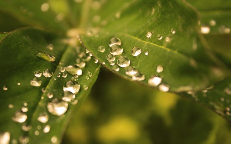 nature, Leaves, Plants, Water, Drops, Macro, Focused HD Wallpaper Desktop Background