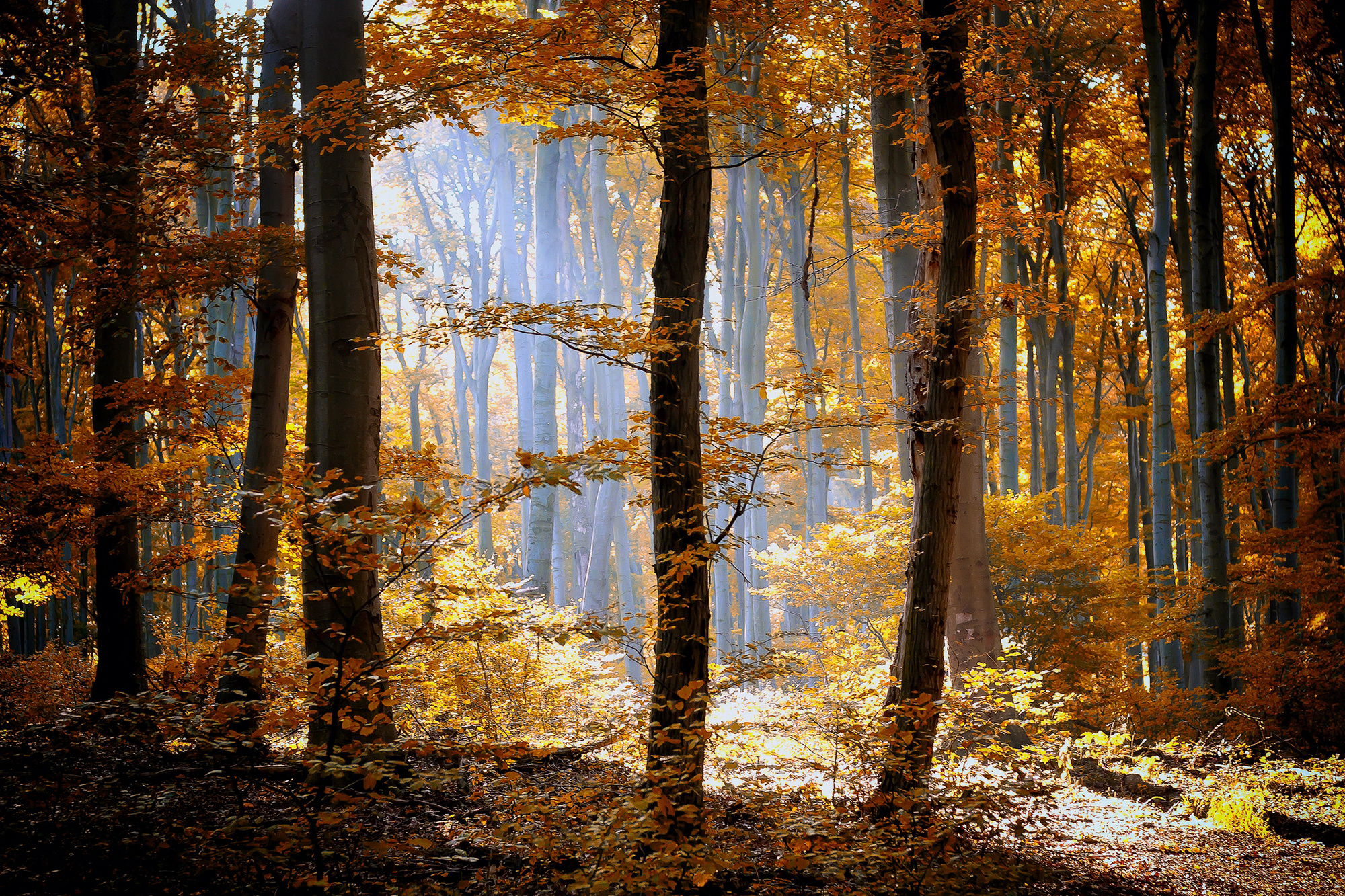 forest, Autumn, Foliage, Trees, Leaves, Orange, Yellow, Light, Nature Wallpaper