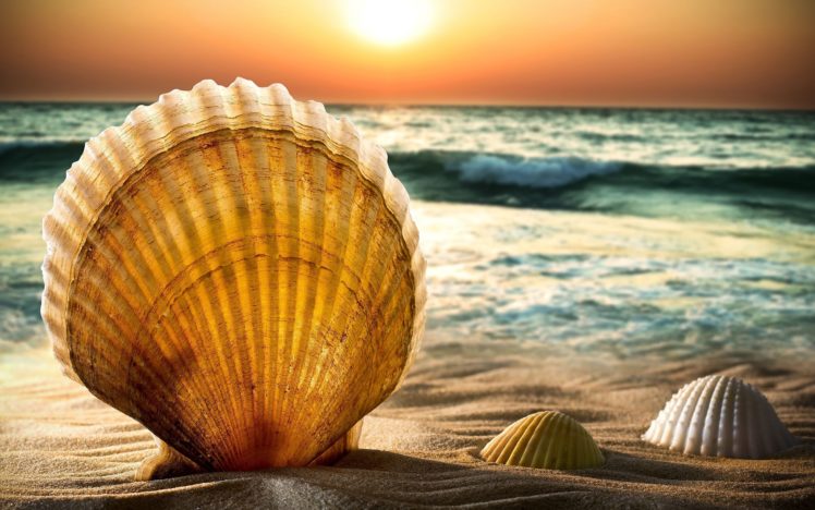 shells, And, Sand, , Beach, Sea, Water, Wave, Horizon, Sun, Sunset, Sky, Bokeh HD Wallpaper Desktop Background