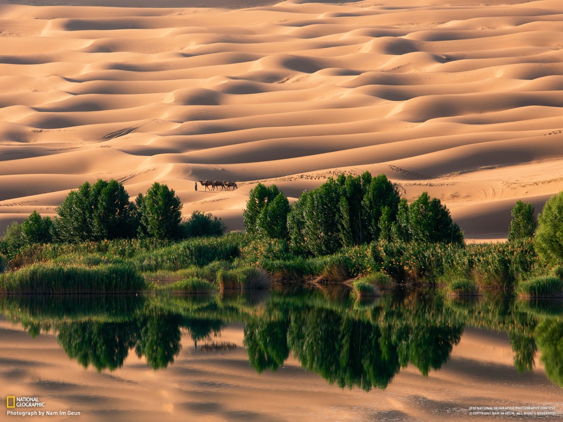 landscapes, Nature, Desert, National, Geographic, Oasis, Camels, Sand, Dunes, Reflections Wallpaper