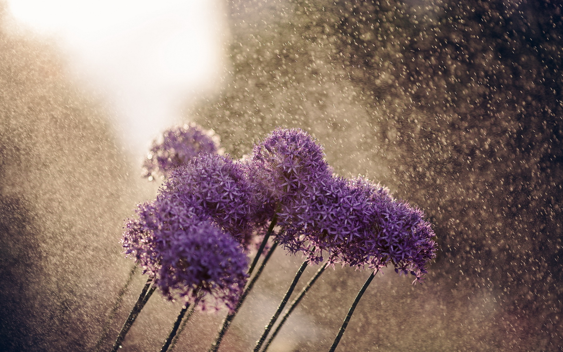 rain, Nature, Flowers