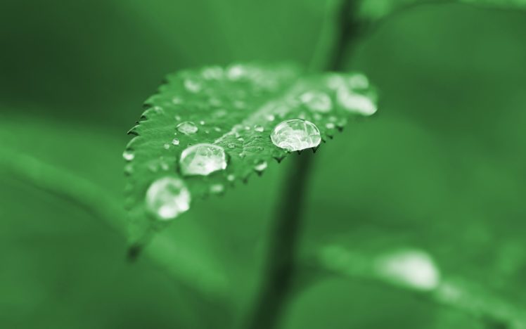 green, Nature, Leaves, Plants, Water, Drops, Dew HD Wallpaper Desktop Background
