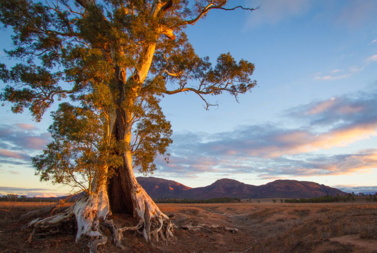 scenery, Australia, Sky, Port, Lincoln, South, Trees, Nature HD Wallpaper Desktop Background