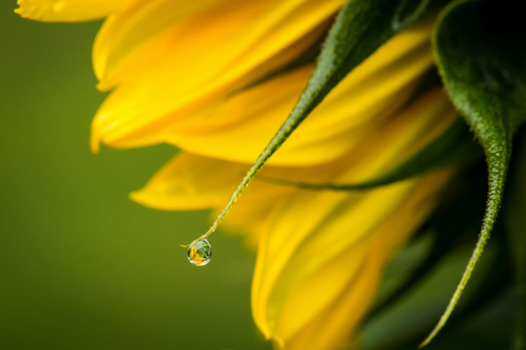 flower, Water, Drop, Macro HD Wallpaper Desktop Background