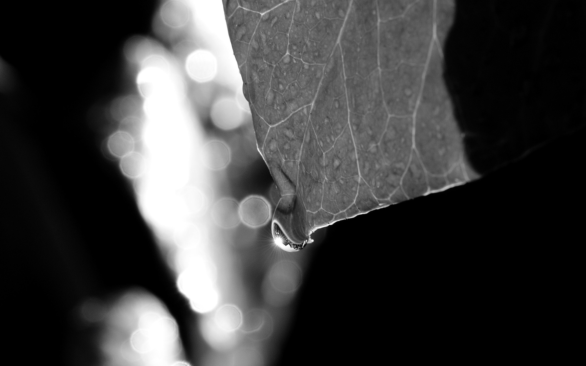leaf, Water, Drops, Macro, Bokeh, Bw Wallpaper