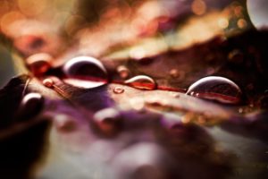 fall, Leaves, And, Raindrops