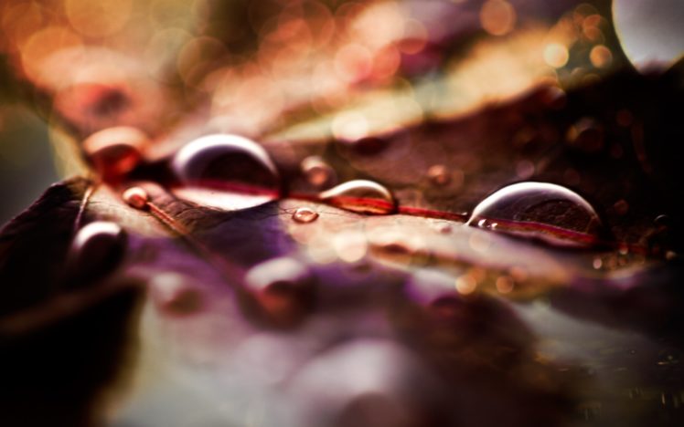fall, Leaves, And, Raindrops HD Wallpaper Desktop Background
