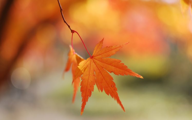 nature, Autumn,  season , Leaves, Maple, Leaf, Depth, Of, Field HD Wallpaper Desktop Background