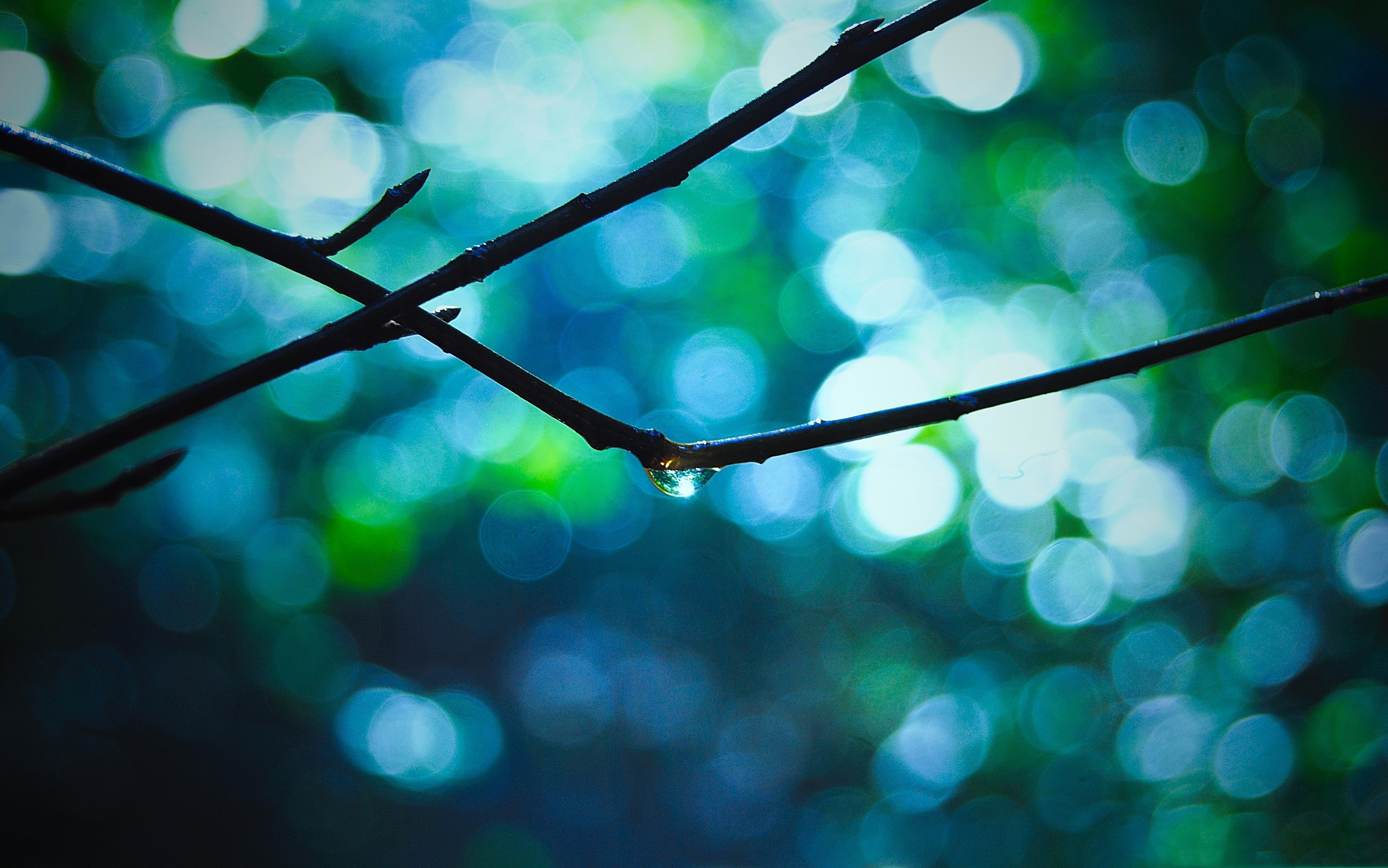 bokeh, And, Dew, Drop Wallpaper