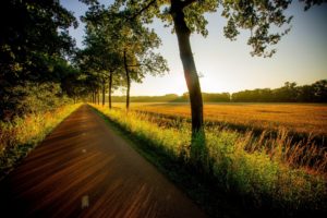 field, Forest, Sunset, Nature, Road, Walk, Grass, View, Trees