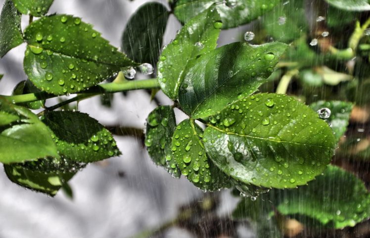 leaves, Rain, Drops, Macro HD Wallpaper Desktop Background