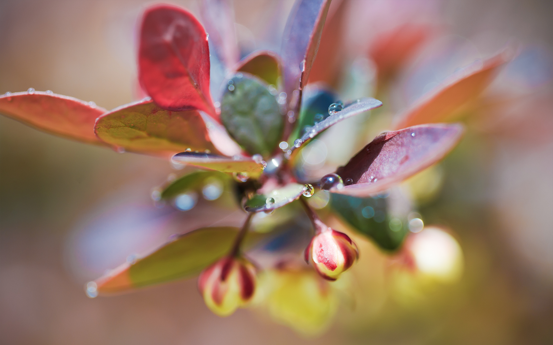 plant, Drops, Photo, Light, Leaves, Buds, Close up Wallpaper
