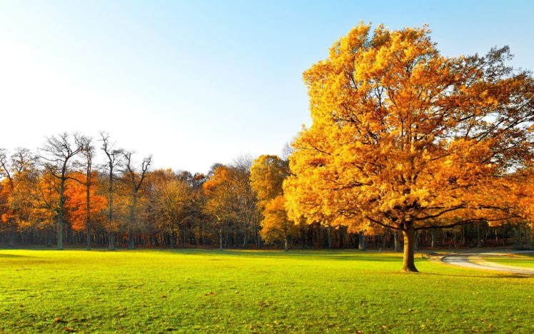 garden, Landscape, Nature, Panorama, Autumn, Trees, Beautiful HD Wallpaper Desktop Background