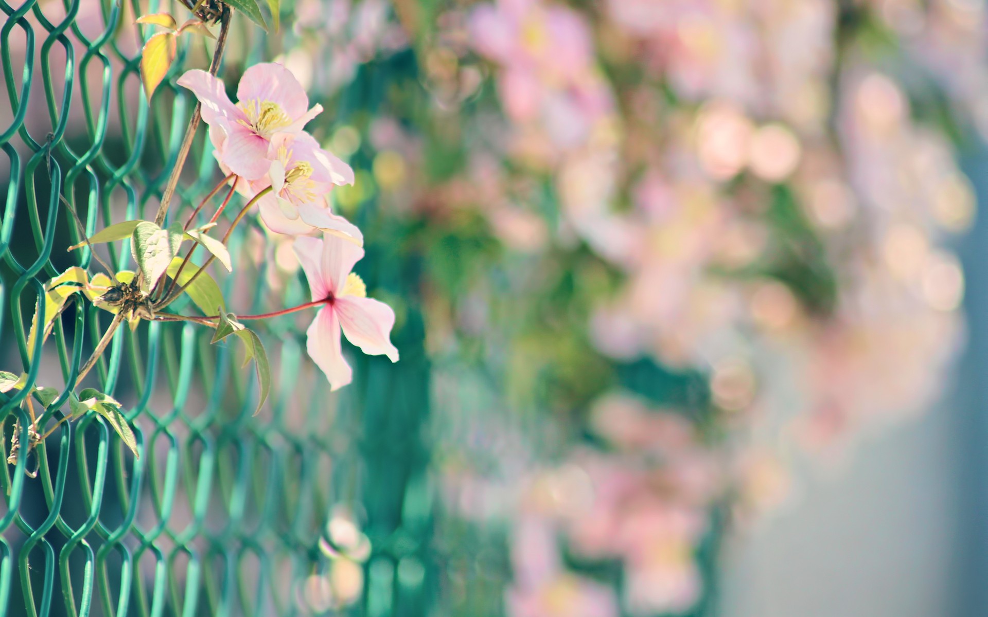 nature, Flowers, Fences, Bokeh, Macro, Chain, Link, Fence, Pink, Flowers Wallpaper