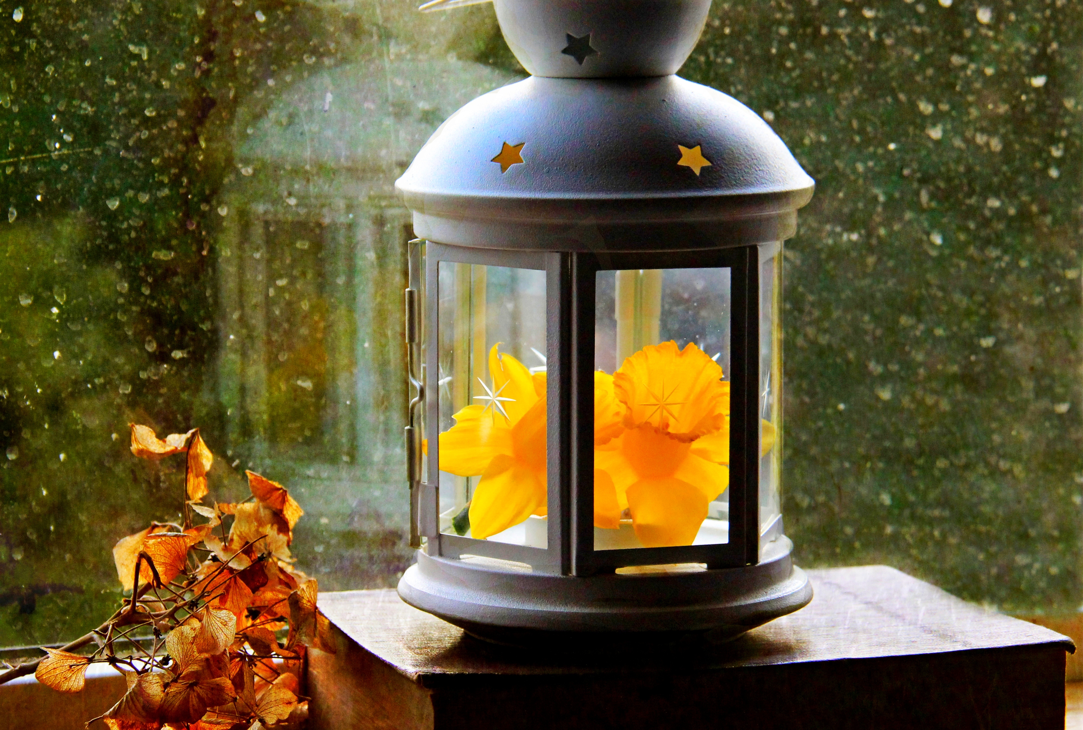 lantern, Paper, Leaves, Flower, Narcissus, Window, Drops, Autumn, Spring, Light, Paper, Leaves, Flower, Narcissus, Window, Drop, Fall, Spring, Autumn Wallpaper
