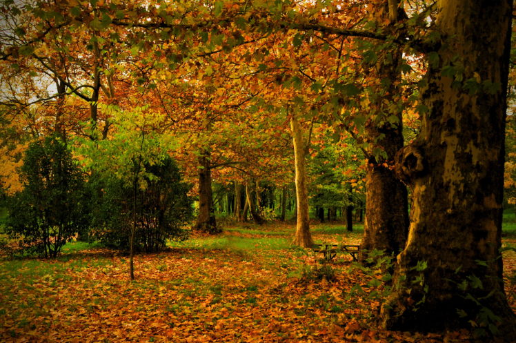park, Autumn, Spain, Madrid, Campo, Leaves, Trunk, Trees, Nature, Photo HD Wallpaper Desktop Background