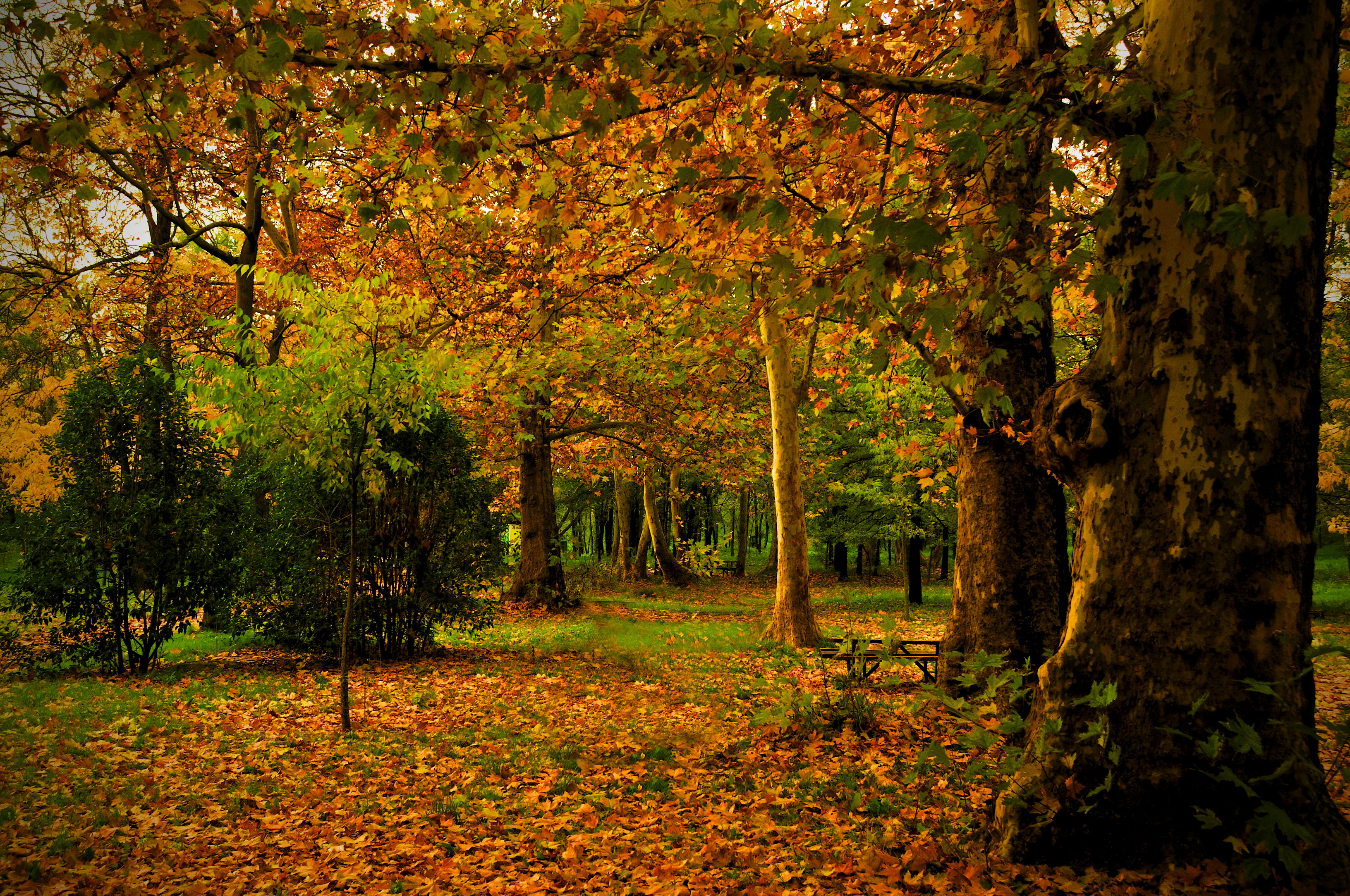 park, Autumn, Spain, Madrid, Campo, Leaves, Trunk, Trees, Nature, Photo Wallpaper