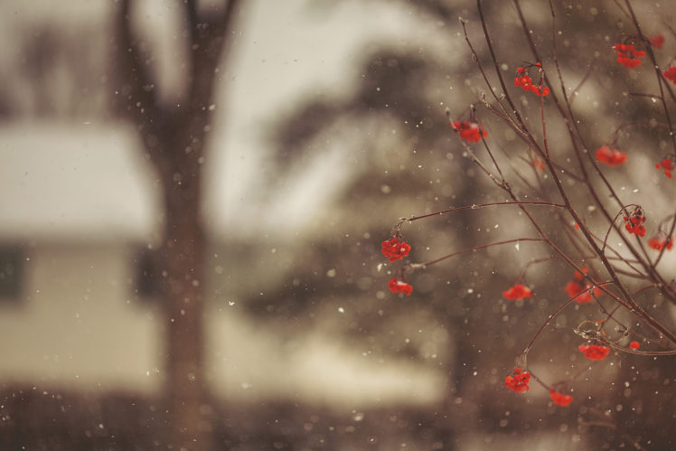 berries, Red, Tree, Branch, Rowan, Bokeh, Rain, Drops HD Wallpaper Desktop Background