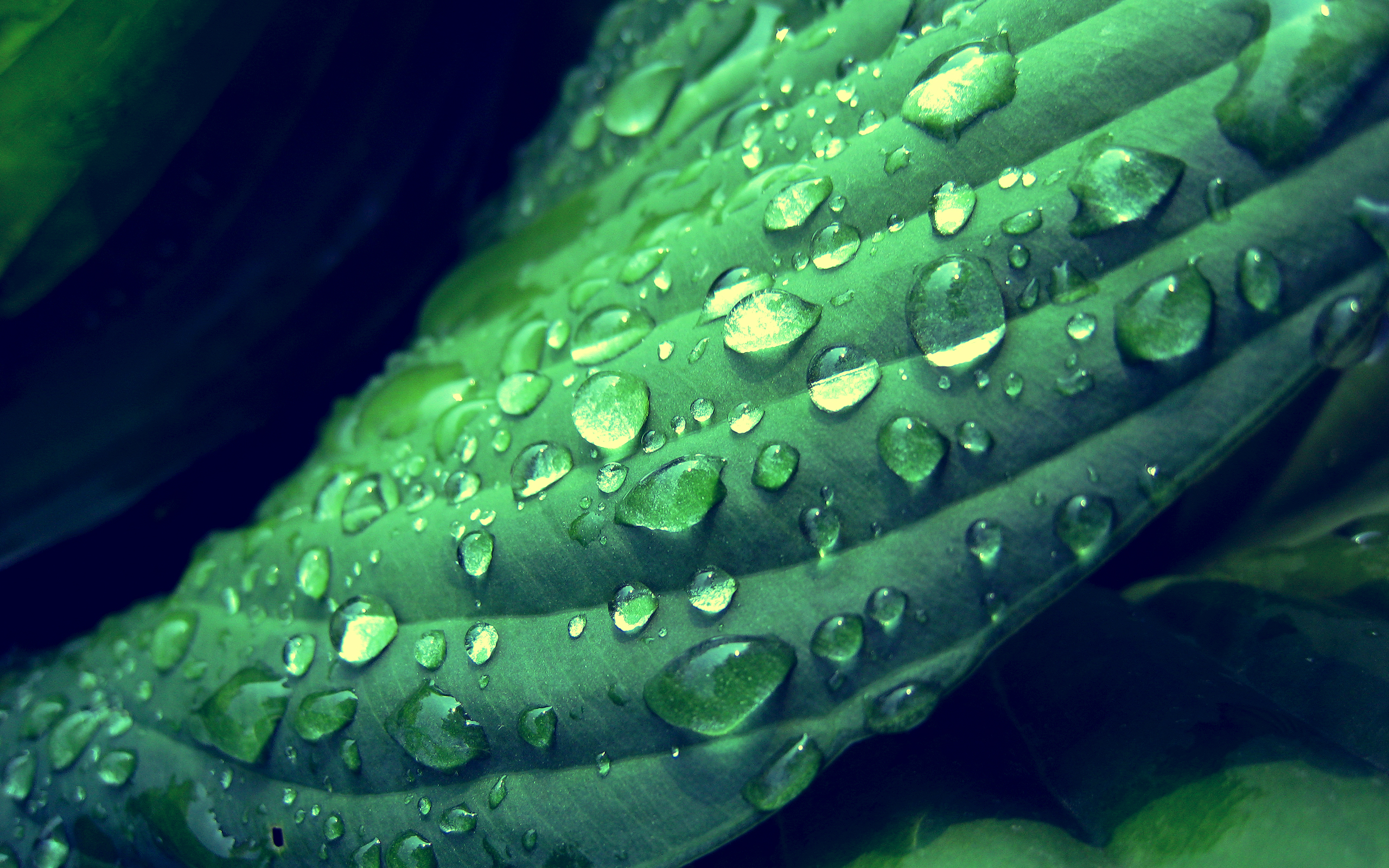 green, Leaf, With, Dew Wallpaper